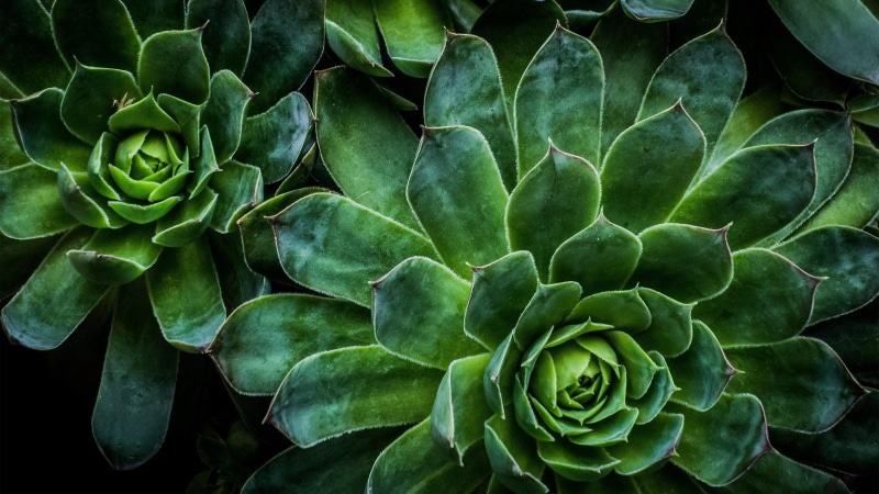 circular, succulent, vibrant, succulents, saturated, 4K, plants, green, radial, rosette succulent