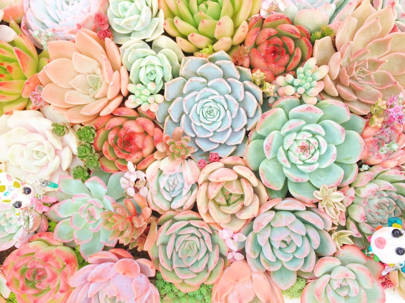 succulents, leaf, flat, backgrounds, freshness, rose - flower, plant, variation, high angle view, large group of objects, pink color, photography, bouquet