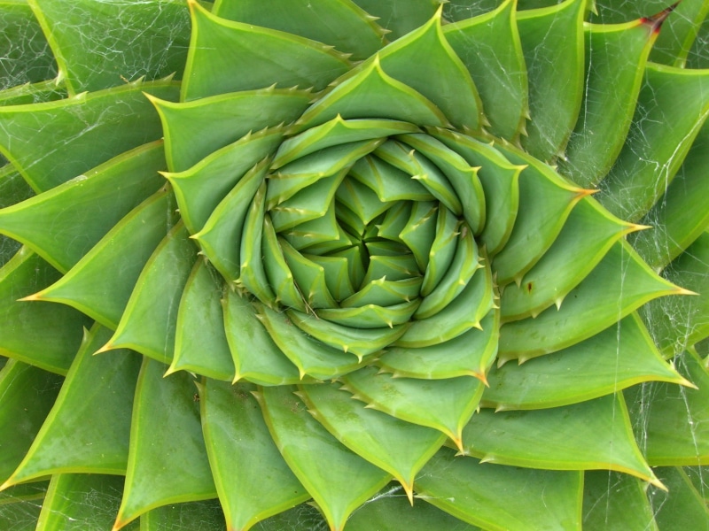 succulent plant, COTC, nature, Paloma, kingdom=Plantae, Lesotho, plant, wikimedia, green, Garden, growth, brew, ex, siXsiXsiX, explore, Monocot, food, Spiral Aloe
