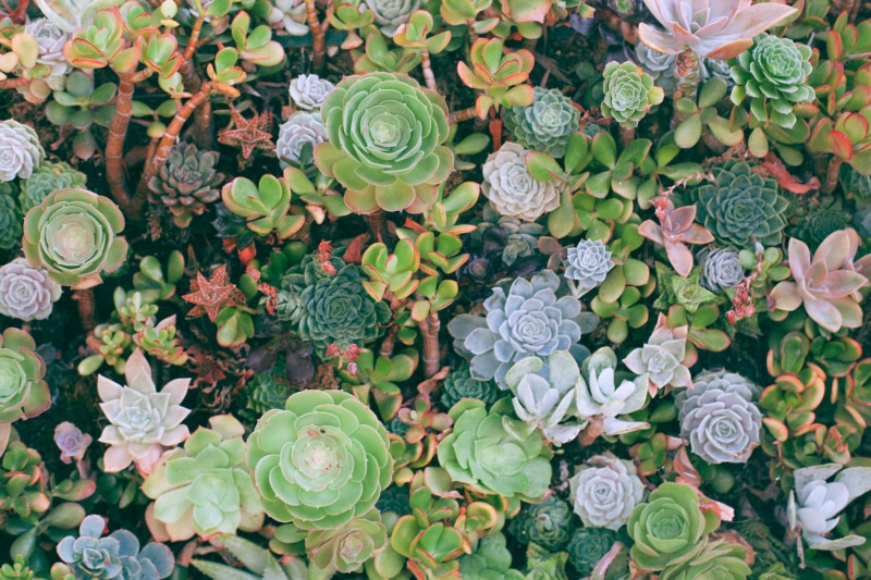 no people, choice, plant, top, day, los angele, flora, flower, outdoors, flowering plant, directly above, juicy, fragility, beauty in nature, succulent