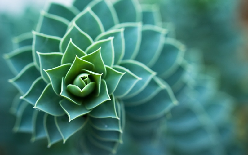 1080P, succulent, plants, macro, depth of field, leaves, nature