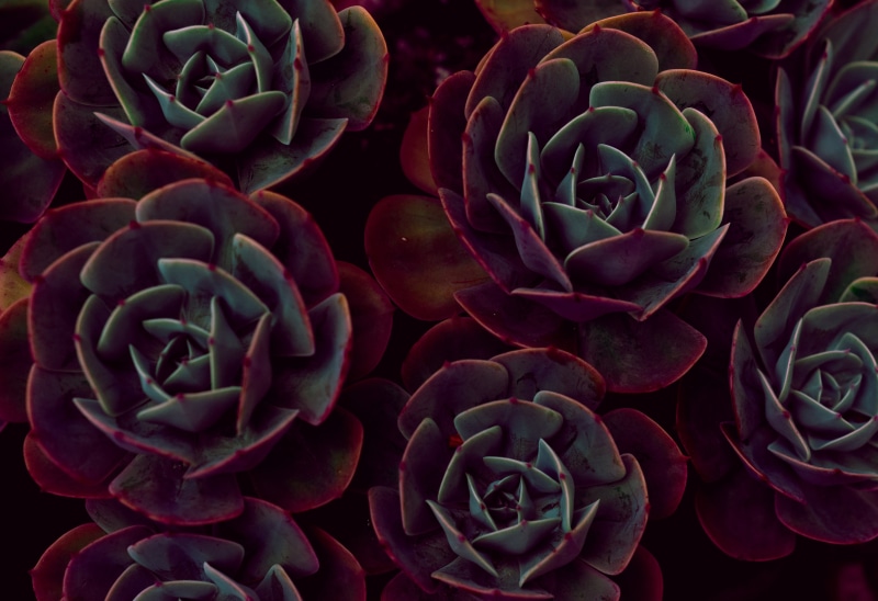 macro, full frame, outdoors, echeveria, vulnerability, fragility, green Color, natural pattern, cactus, color Image, petal, flower, growth, flower head