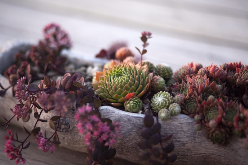 decor, cape, season, brown, cacti, 5K, no People, close-up, leaves, fir Tree, nature, wood - Material, celebration, tree, cactus, red, christmas, pine Cone