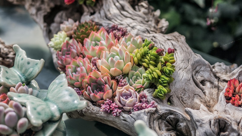 wellbeing, food, variation, no people, cactus, food and drink, healthy eating, flower arrangement, focus, sea, day, blossom, orange, nature, bouquet, freshness