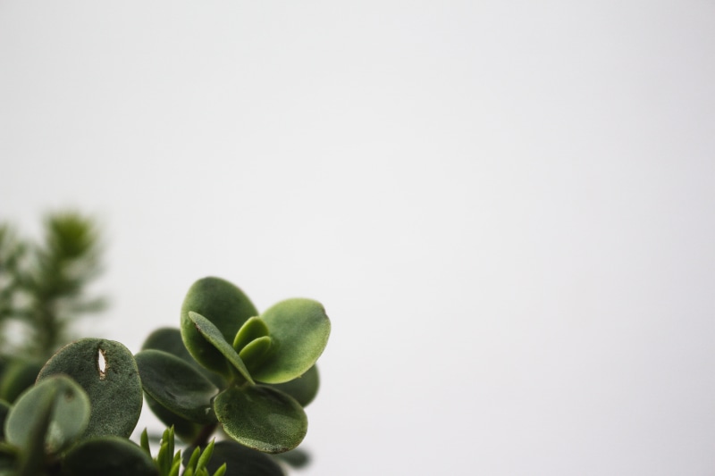 quote photo, united states, day, succulent, clean, growth, succulents, selective focus, white space, cut out, beauty in nature, leaves, copy space, white background