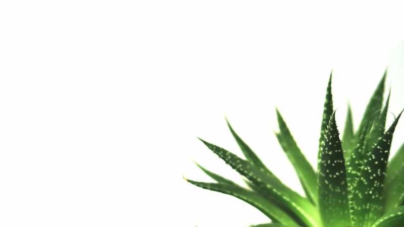 Simple, background, nature, 1080P, plants, macro, minimalistic, white, succulents