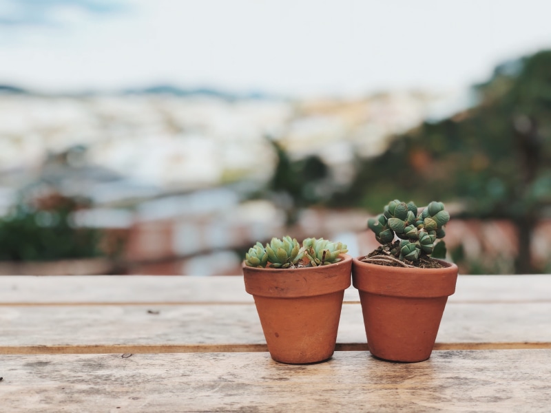 focus on foreground, two, beauty in nature, plant, 4K, wall, outdoors, close-up, cactus, flower pot, nature, macro, plants, potted, no people, succulent plant