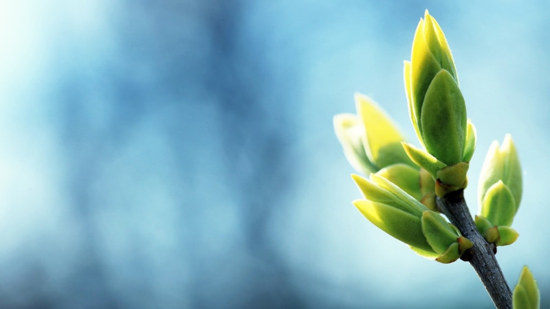vulnerability, shallow, leaf, nature, focus, cactus, freshness, green color, succulent plant, succulent, leaves, bokeh, cyan background, focus on foreground