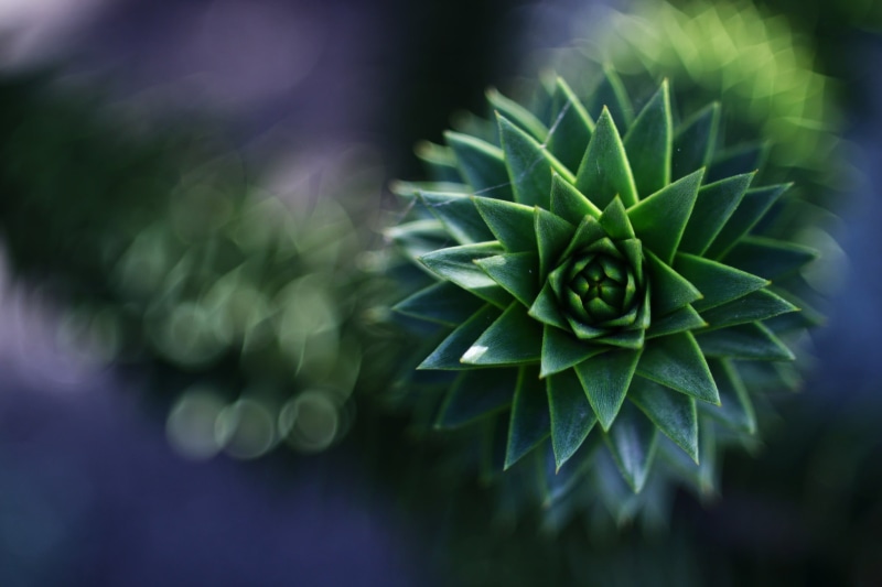 high angle view, plant, nature, leaf, vulnerability, depth of field, beauty in nature, bokeh, close-up, photography, flower, no people, 1080P, green color