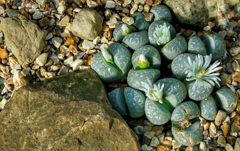 succulent plant, lithops, succulents, 2K, tropical, rock, no people, close-up, outdoors, plants, beauty in nature, solid, day, water, london, pebble, nature