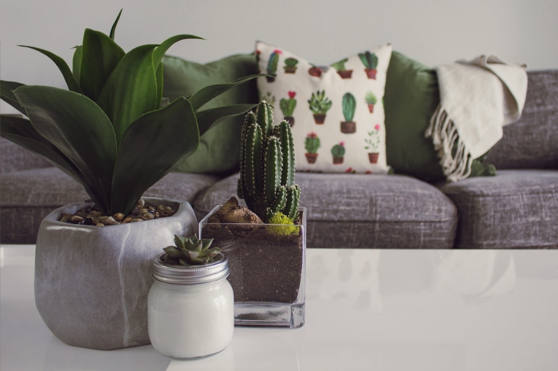 indoors, modern house, 2K, interior design, flower pot, pillow, flowering plant, modern design, plants, home interior, plant, three, planter, coffee table