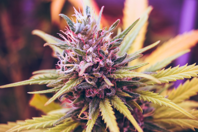 bud, ganjah, closeup, 4K, growth, coniferous tree, close, cannabi, selective focus, outdoors, close-up, marijuana bloom, petaled, focu, medicine, marihuana