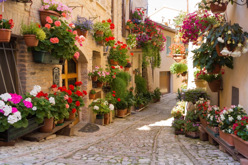 Greece, plant, europe, bouquet, outdoors, day, variation, growth, footpath, vulnerability, house, multi Colored, no People, street, summer, beauty in nature