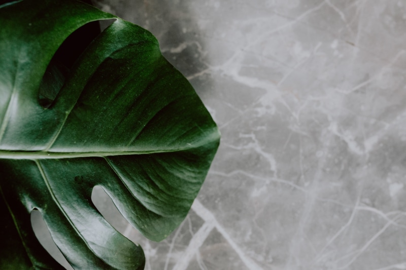 plant part, nature, healthy eating, no people, leaf, 4K, leaves, philodendron, freshness, background, textured effect, food, growth, greenery, directly above