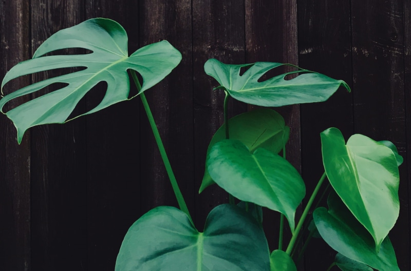 leaf, flowering plant, day, growth, plant, flower, 2K, outdoors, tranquility, fragility, leafed, green color, plant stem, calm, no people, wall, close-up
