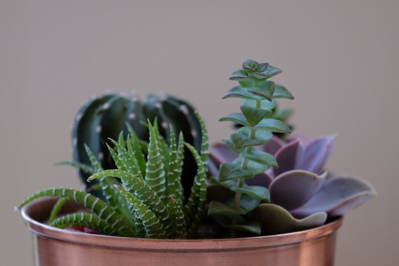 plant, green color, close-up, plant part, succulent plant, flowers, leaf, focus on foreground, succulent, nature, potted plant, indoors, beauty in nature