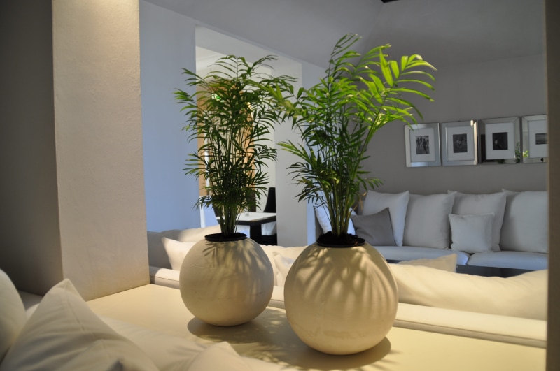 home Interior, nature, luxury, top, wooden table, plant, potted plants, potted plant, day, white, domestic Room, home showcase interior, 4K, living Room