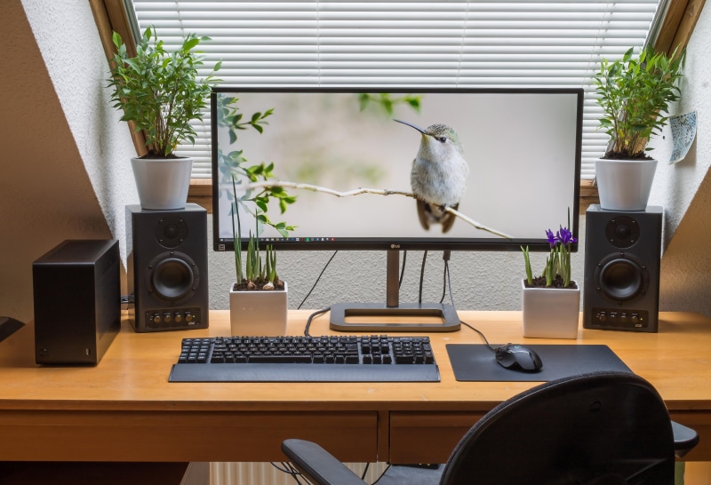 desk, vertebrate, workspace, furniture, table, no people, bird, speakers, day, plants, computer mouse, keyboard, plant, 4K, nature, indoors, potted plant