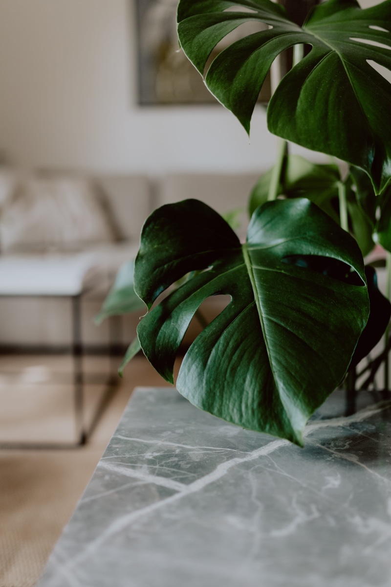 domestic room, growth, leaves, botany, jungle, green, philodendron, houseplant, green color, plant, close-up, focus on foreground, potted plant, 5K, nature