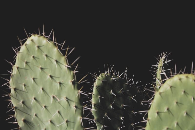 succulent plant, spiky, beauty in nature, spine, black background, prickly, arid climate, nature, sharp, plants, prickly pear cactus, warning sign, photo