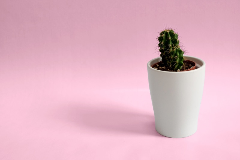 small, pink background, plant, single object, grow, flower pot, growth, indoors, close-up, beauty in nature, pot, purple, copy space, white, prickly, nature