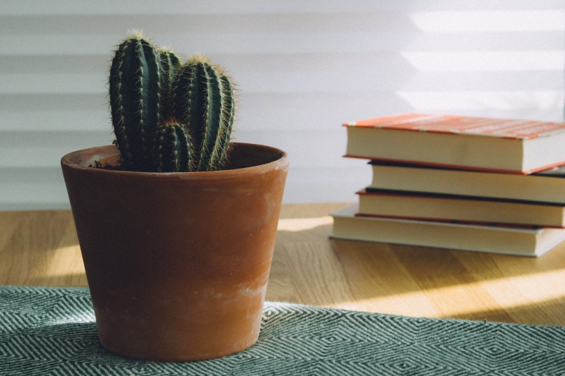 no people, 5K, cactus, book, nature, indoors, green, books, houseplant, plant, publication, pot, planter, wooden, succulent, succulent plant, object, near