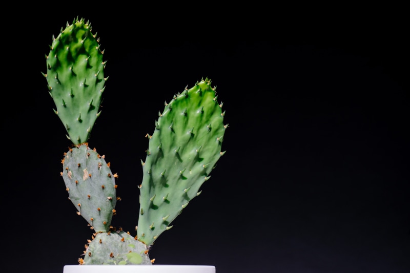 cactus, succulent plant, growth, indoor plants, close, freshness, cactus plant, photo, 5K, spikes, fruit, studio shot, succulent, prickly, healthy eating