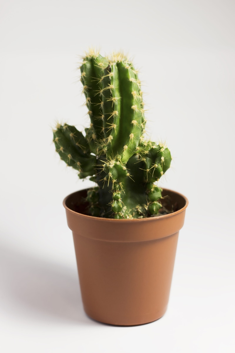 nature, green, beauty in nature, indoors, succulent, spiked, white background, 4K, cactus, plant, no people, potted plant, cacti, close-up, studio shot