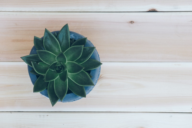 blue, plant, texture, pot plant, wood, potted plant, top view, succulent plant, high angle view, flooring, close-up, leaf, indoor plants, pattern, growth