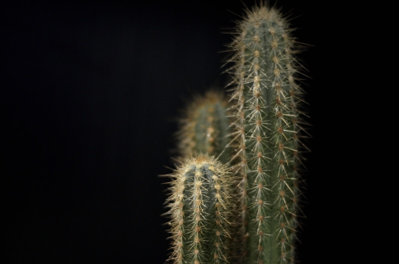 copy space, dandelion seed, cactus, green color, cacti, spike, prickly, sharp, nature, white color, black, background, cactus plant, growth, spiky, close-up