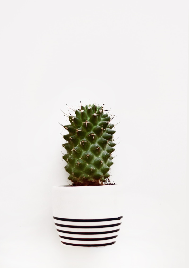pot, 2K, indoors, freshness, sharp, white background, still life, flower pot, studio shot, thorns, succulent plant, spiked, green color, spines, cactus