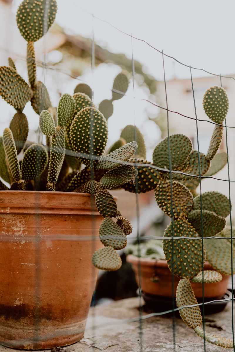 ceramic, opuntia, freshness, cactus, no people, 4K, fruit, plant, container, ceramic pot, green color, hanging, ripe, close-up, Prickly pear, succulent plant