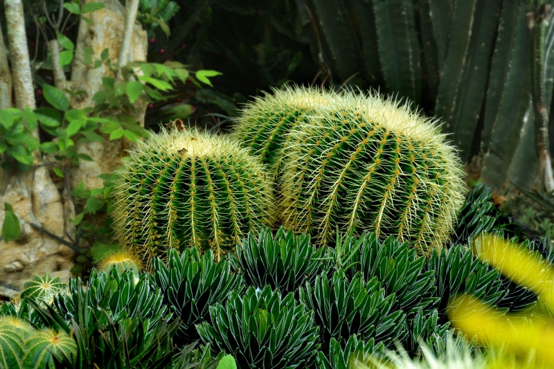 natural, three, pattern, freshness, botany, nature, plant, field, grow, dry, 5K, sharp, floral, botanical, exotic, cacti, cactus, color, growth, thorn