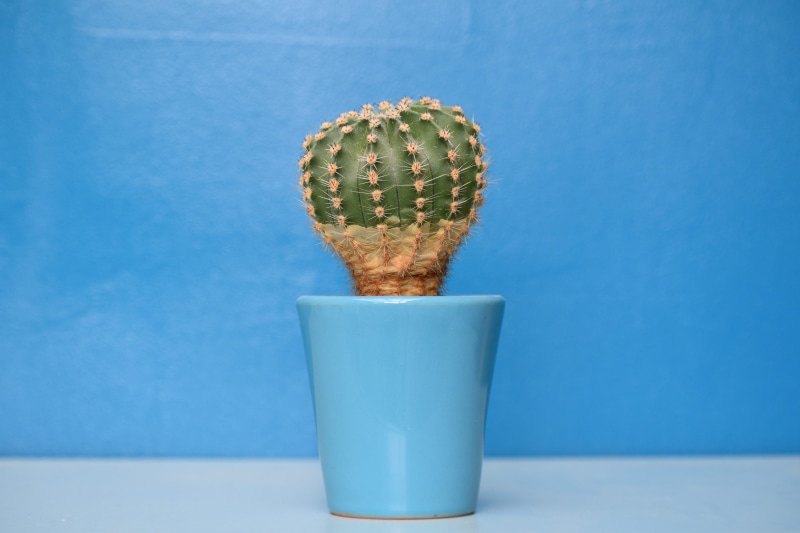 focus on foreground, indoors, cactu, colored background, single object, table, close-up, planter, ceramic, turquoise colored, plant, food and drink, nature