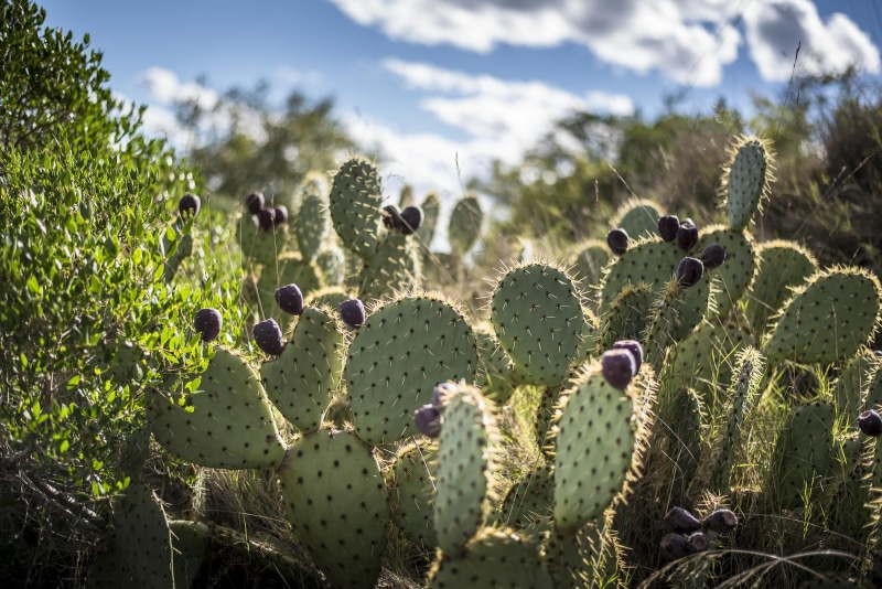 cactus, summer, un, nature, plant, 1080P, flower, thorn, succulent Plant, prickly Pear Cactus, green, est, desert, Le monde, plante, figuier, daytime