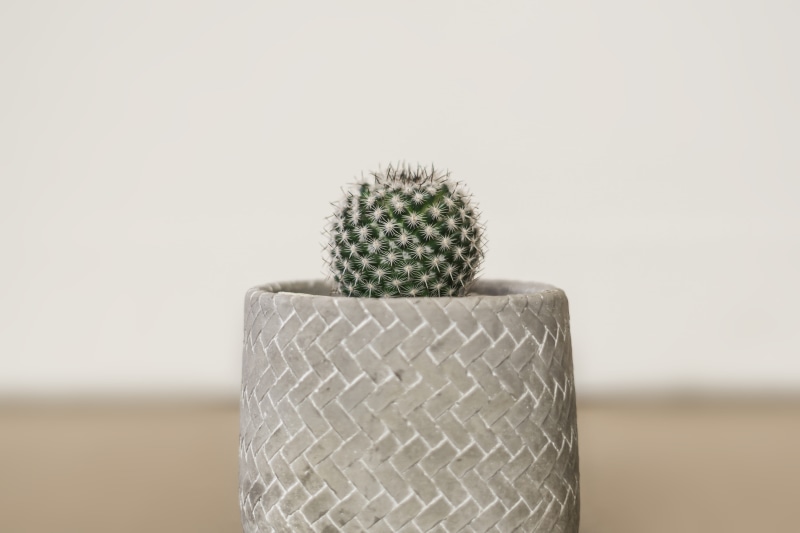shallow, decor, interior  design, communication, single object, close-up, focus, wrapped, photo, pot plant, 5K, succulent plant, planter, nature, thorn