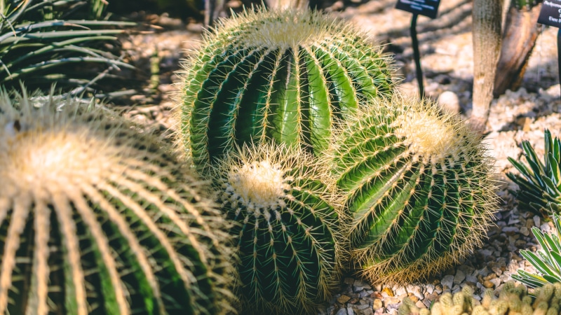 land, 5K, succulents, cactus plants, thorns, natural pattern, plant, garden, plants, colors, nature, spikes, no people, field, prickly, spiked, climate