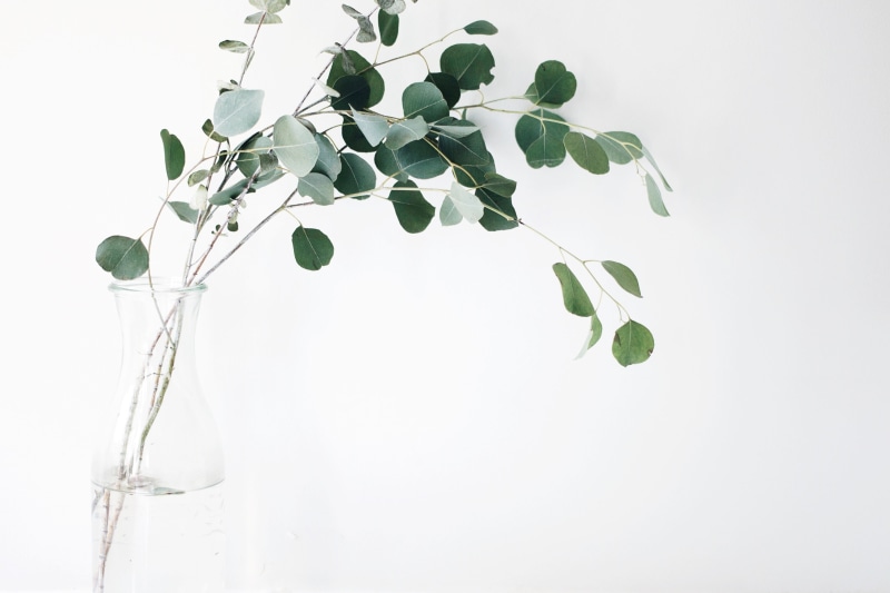 glass - material, leaf, green, beauty in nature, plant, plant part, moringa, freshness, vase, nature, white background, close-up, still, leaves, things