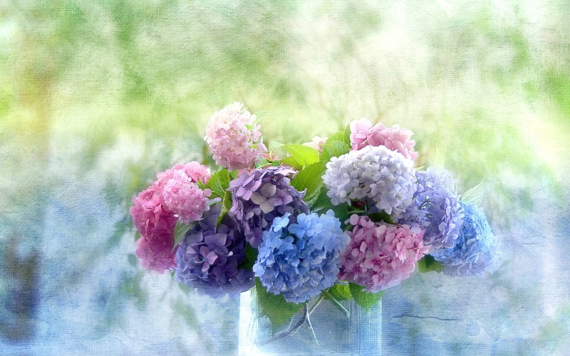 vase, painting, 2K, hydrangeas, bouquet, flora, flowers