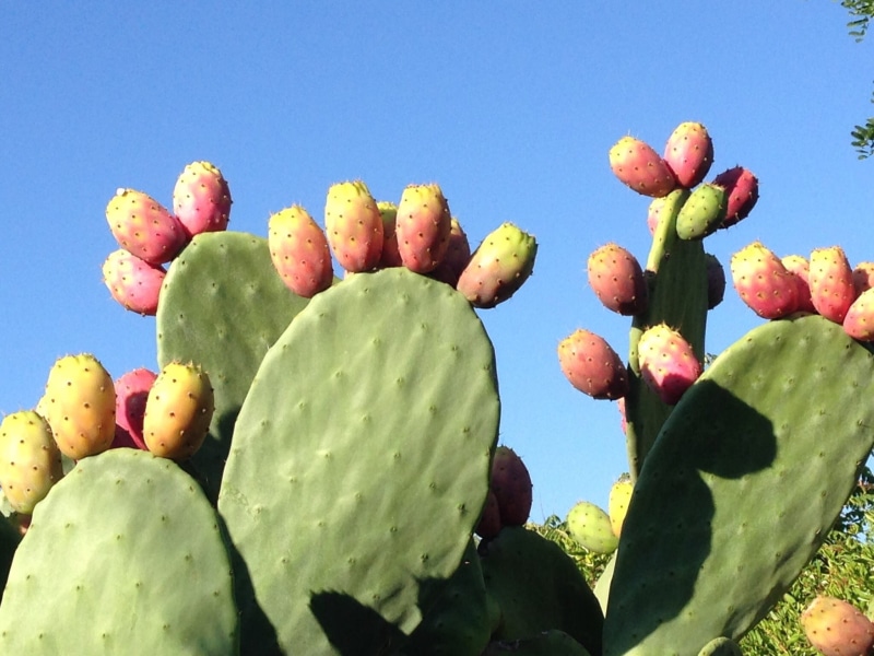 food and drink, cactus, no people, fruits, outdoors, blue background, prickly pear cactus, prickly pear, large group of objects, fruit, opuntia ficus indica