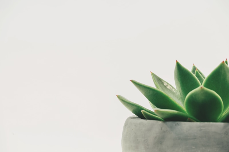 aloe vera plant, succulent plant, close-up, plant, minimal, photography, houseplant, thorn, studio shot, no people, indoors, natural, succulent, nature