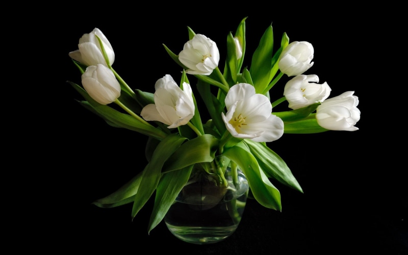 Tulip, Background, White, Flowers, 1080P, Black, Vase