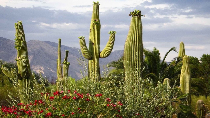 desert, outdoors, day, 1080P, nature, scenics, arizona, tucson, succulent plant, tranquil scene, sky, tree, summer, flowers, land, green, growth, tranquility