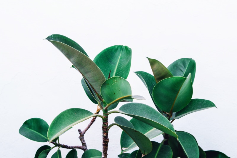 green Color, leafe, greenery, branch, close-up, organic, freshness, leafed, backgrounds, growth, minimalistic, agriculture, stem, nature, white, leaf, botany