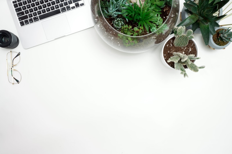 technology, clear, succulent, indoors, table, plant part, potted plant, wireless technology, laptop, copy space, keyboard, growth, green color, communication