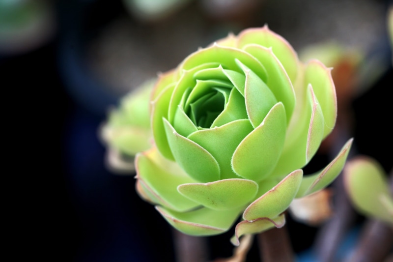 fleshy in this, garden, outdoors, close-up, a fleshy plant, growth, close, green, botany, fragility, succulent, flower head, botanical garden, beauty in nature