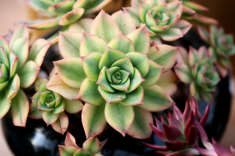growth, potted plant, garden, nature, thorn, succulent, spiky, assorted, mini potted, botanical garden, outdoors, flower, affix, flowers, selective focus