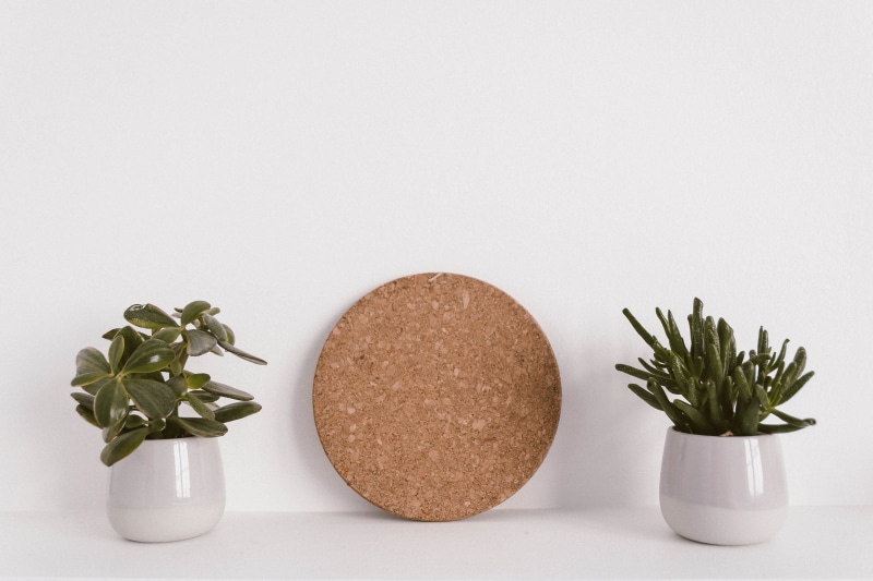 wall, green, pots, freshness, healthy lifestyle, growth, wellbeing, interior design, seasoning, corkboard, succulent plants, food, copy space, 4K, white background