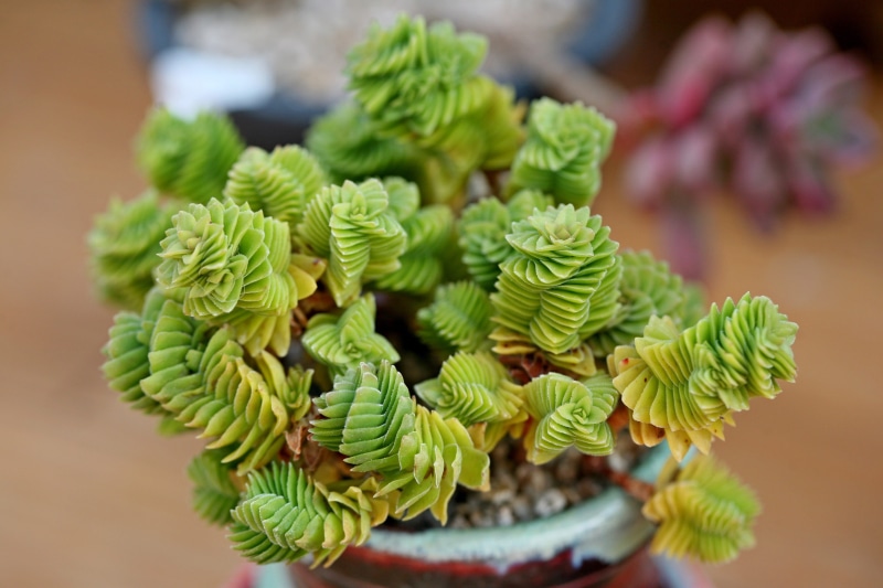 green color, day, succulent, a fleshy plant, food and drink, flowers, potted plant, still life, makro, food, beauty in nature, Cactus, fleshy in this, garden