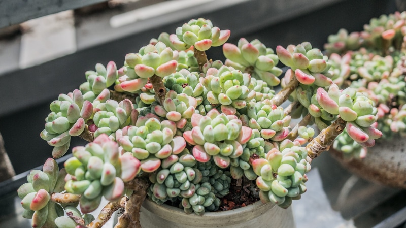 agriculture, close-up, flower, bud, sprout, jar, business, succulent, freshness, lupin, vase, pottery, plant, pink, grapes, ripe, agavaceae, produce, large group of objects